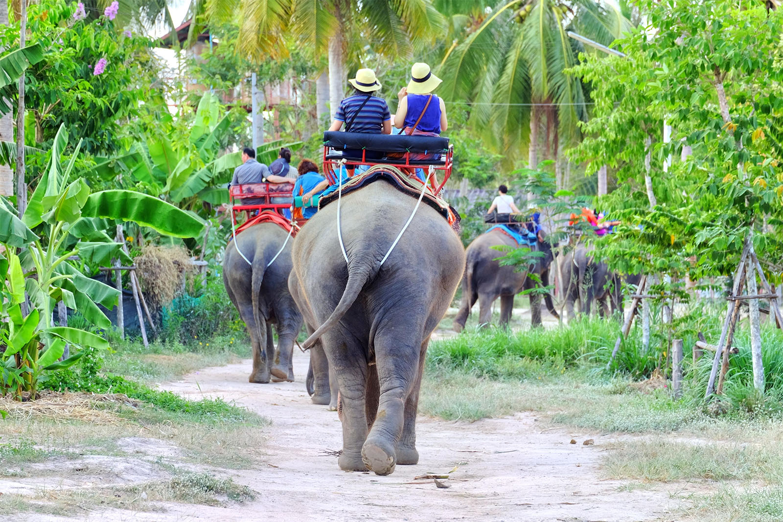 exotik8@2006#thailand