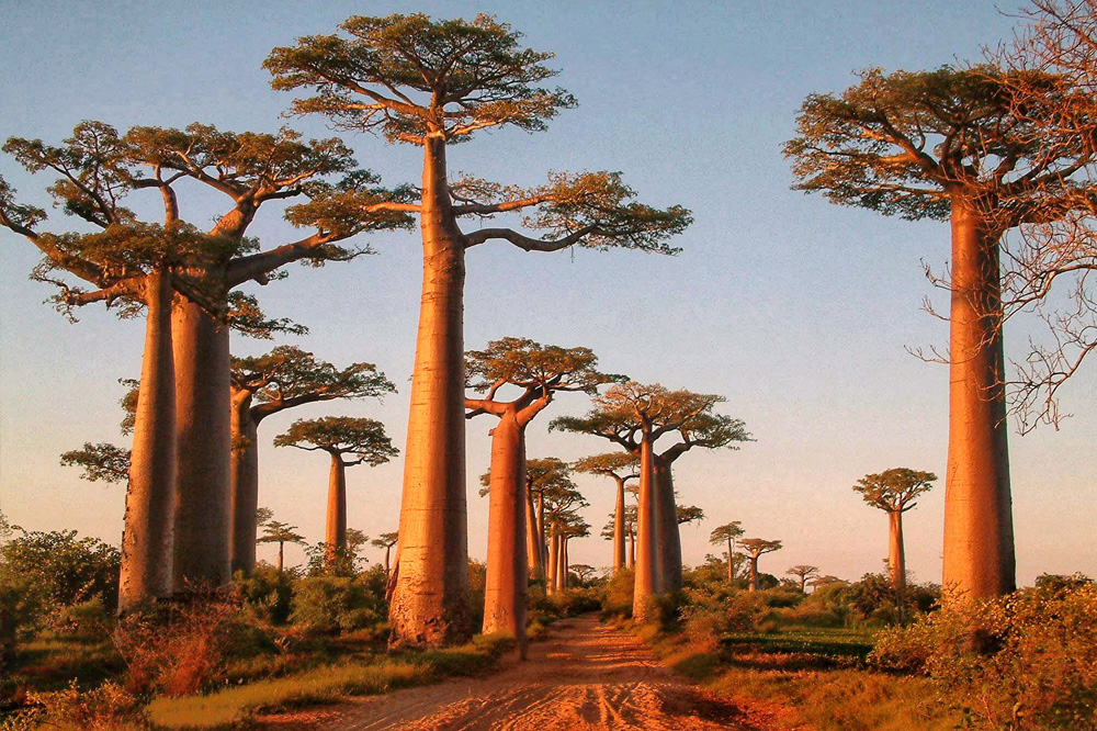 exotik10@2006#madagascar